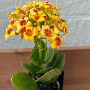 Kalanchoe Succulent
